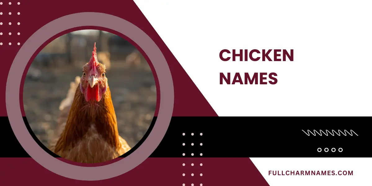 Chicken Names